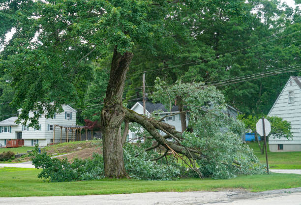 Reliable Windsor, IL Tree Service Solutions